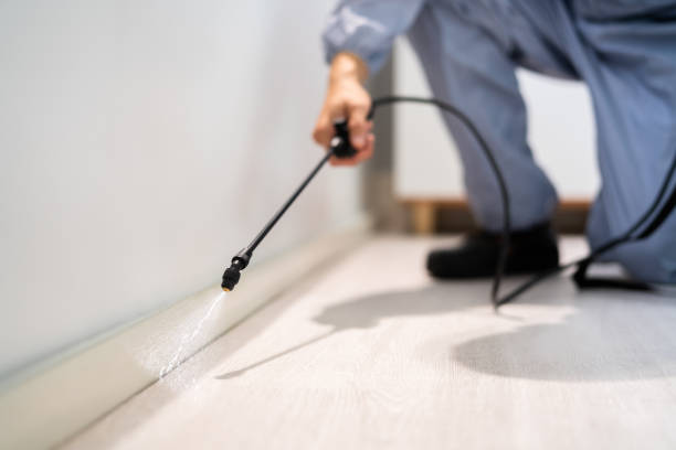 Licensed Wasp Removal service in Leonia, NJ - Show Me Pest Control